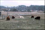 Fig 10.  Betesmarker mitt i staden. Highland Cattle i beteshagen vid Näsetvägen.