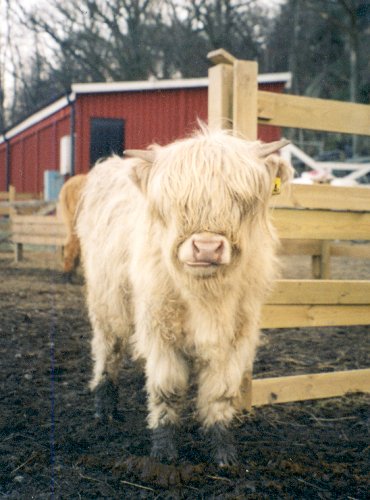 Klicka på bilden för att återgå till våra djur