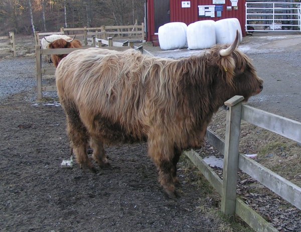 Klicka på bilden för att återgå till våra djur