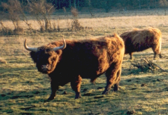 Klicka på bilden för att återgå till våra djur